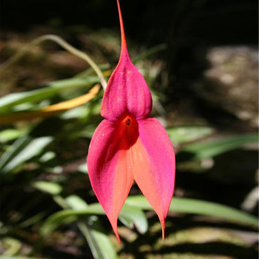 Orchid-Masdevallia