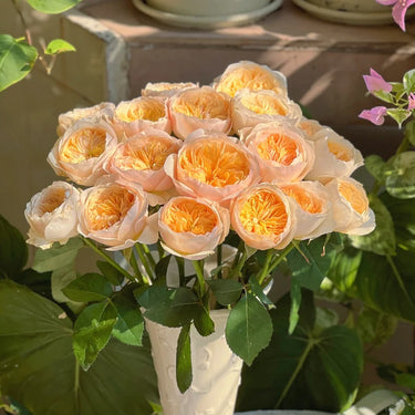 Yellow Austin Rose