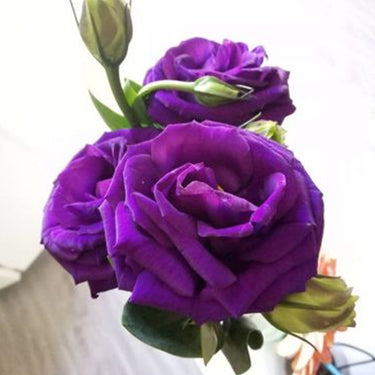 Lisianthus Seeds-Rosita II Blue