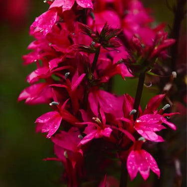 Starship Deep Rose Lobelia Seeds