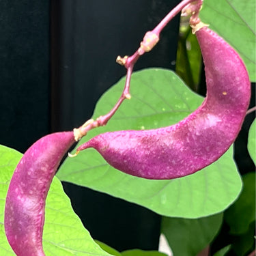 Purple Hyacinth Bean