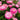Strawflower Double Light Pink King Protea