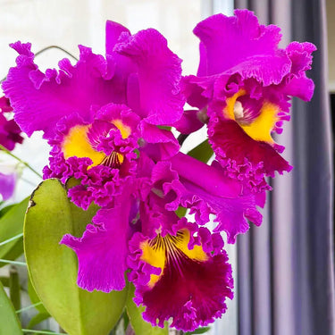 Cattleya Labiata Seeds Magenta