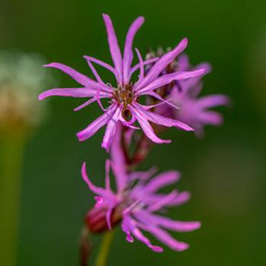 Lychnis Flos-Cuculi
