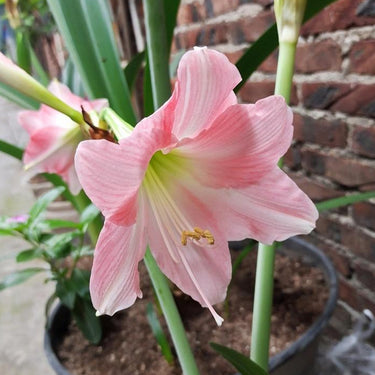 Hippeastrum Seeds-Rebecca
