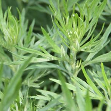 Winter Savory Herb Seed