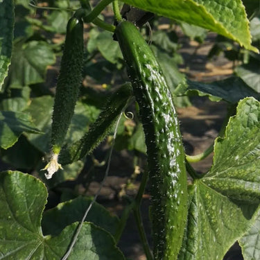 Long Spiny Cucumber