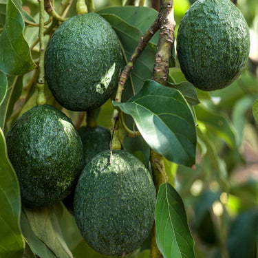 Avocado Pit for Planting – Grow Your Own Avocado Tree