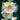 Hollyhock Seeds-White Satin
