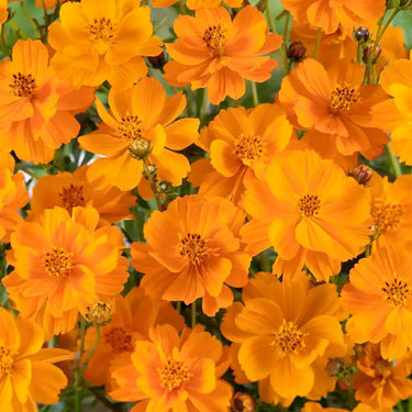 Cosmos Seeds-Cosmic Yellow
