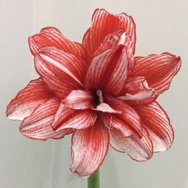 Hippeastrum Seeds-Joker
