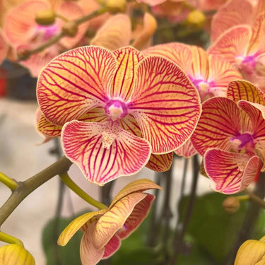 Striped Phalaenopsis Seeds