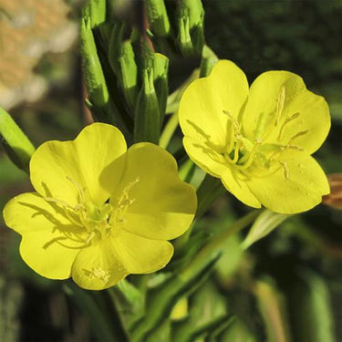 Oenothera Biennis Seeds