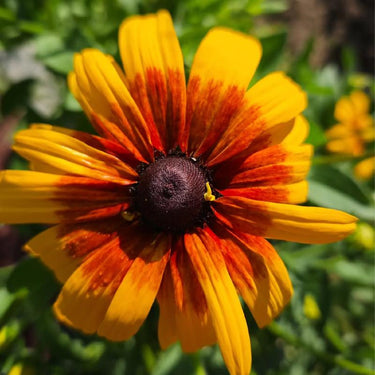 Rudbeckia Hirta Seeds-Rainbow