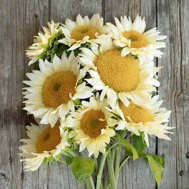 Sunflower Seeds-Moonlight