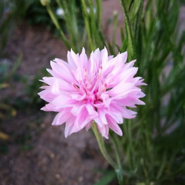 Cornflower Seeds-Pink Ball