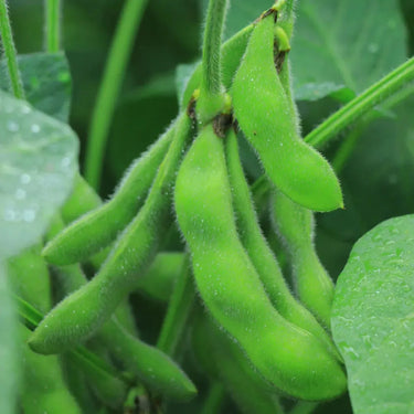 Edamame