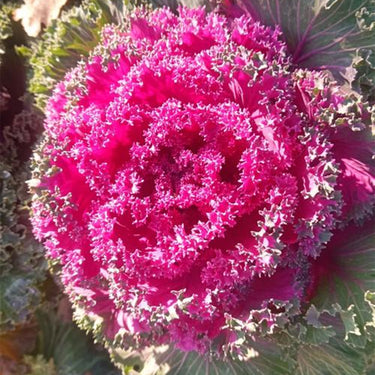 Ornamental Kale Seeds-Red No. 6
