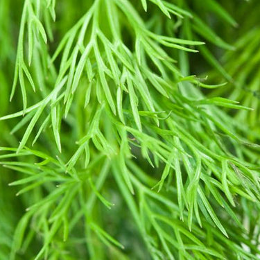 Ella Dill Seed