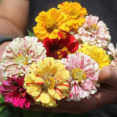 Zinnia Seeds – Candy Cane
