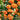 Bonsai Orange Tree Seed – Delicious Sweet Fruit Juicy