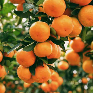 Bonsai Orange Tree Seed – Delicious Sweet Fruit Juicy