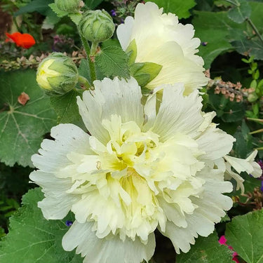 Hollyhock Seeds-Spring Celebrities Lemon