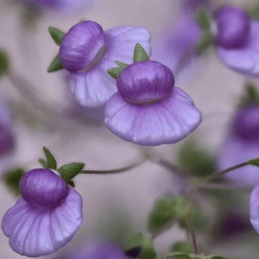 Calceolaria Seeds Light Purple Pure