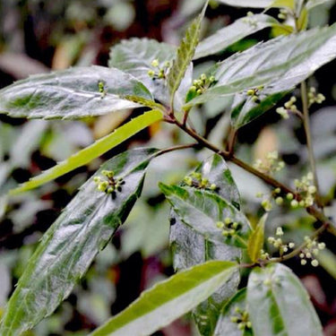 Beautyberry Seeds - Callicarpa foliage and developing fruit