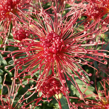 Chrysanthemum Seeds-Drunken Concubine