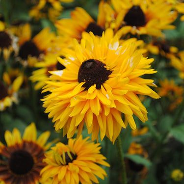 Rudbeckia Hirta Seeds-Orange Yellow