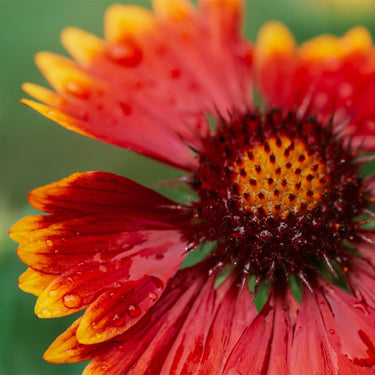 Chrysanthemum Seeds-Gaillardia pulchella f. flaviflora