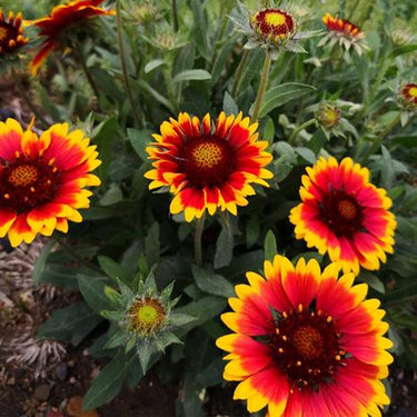 Chrysanthemum Seeds-Dazzler