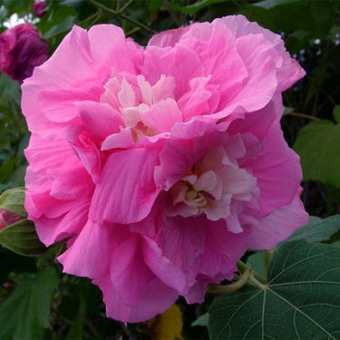 Hibiscus Seeds-Seven-Star Cotton Rose