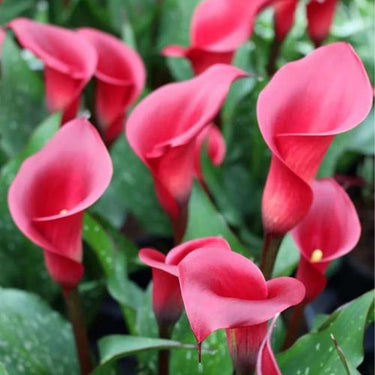 Red Calla Lily Seeds
