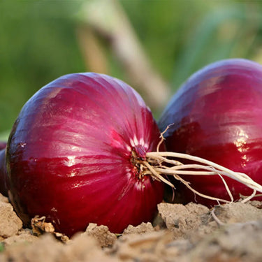 Red Onion