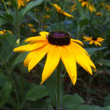 Rudbeckia Hirta Seeds-Irish Eyes