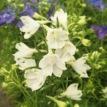 Delphinum Seeds-Candle White