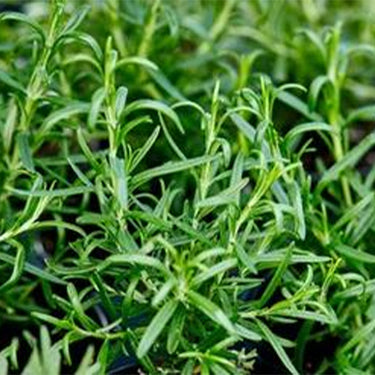 Compact Summer Savory Herb Seed