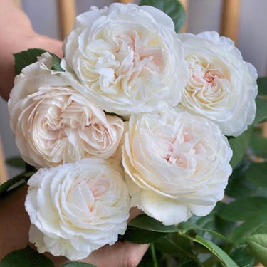 Bolero Rose Seeds Light Pink