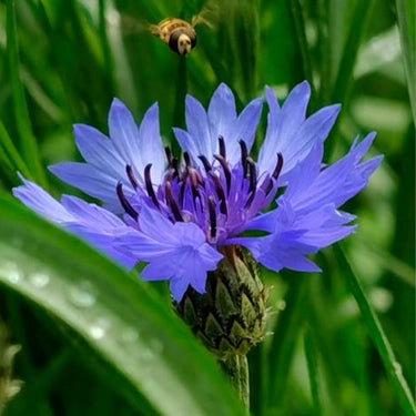 Cornflower Seeds-Amethyst