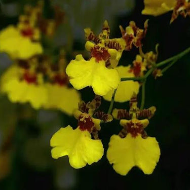 Orchid-Oncidium Sphacelatum
