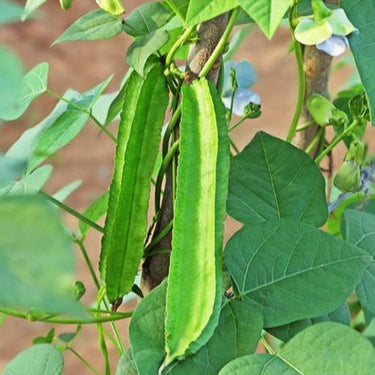 Winged Bean