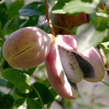 August Melon