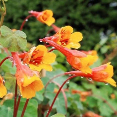 Nasturtium Seeds-Tropaeolum Tuberosum