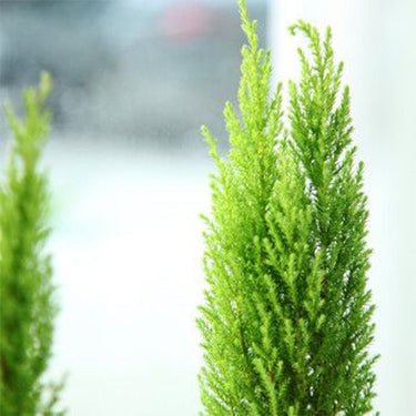 Monterey Cypress, Cupressus Seed