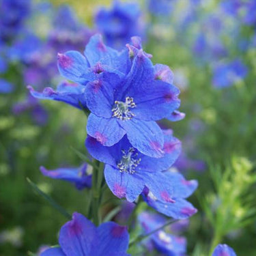 Delphinum Seeds-Blue Bird