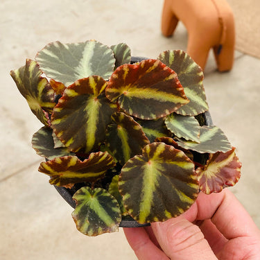 Begonia 'Cleopatra'