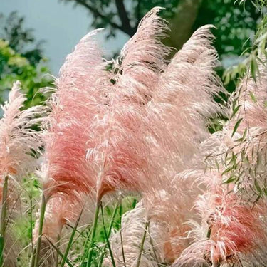 Cortaderia, Pink Pampas