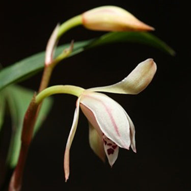 Cymbidium Lancifolium